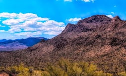 #63 Cactus Landscape in Arizona